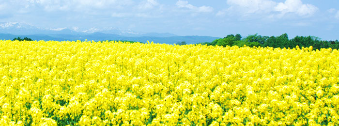 菜の花