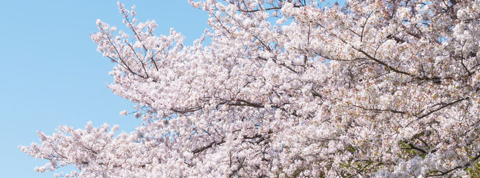 桜