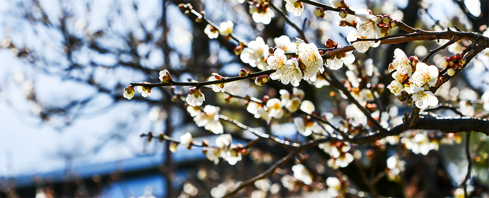 インディーズバンドライブ情報エンドレスミュージック